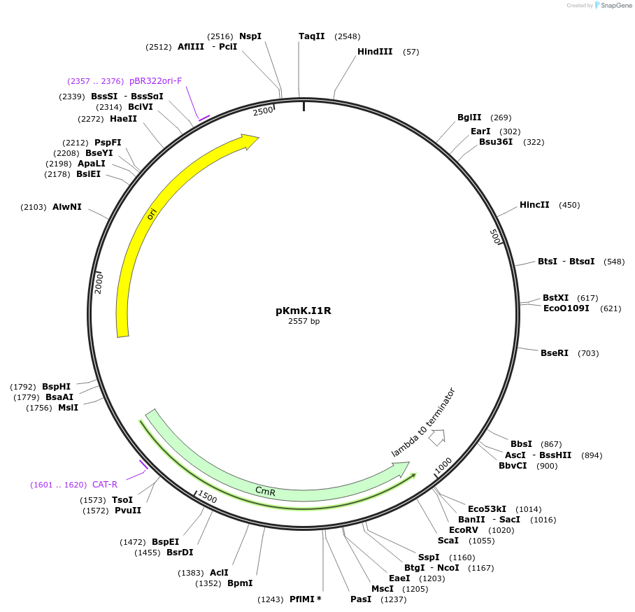125063-plasmid-map-sequence-id-244872