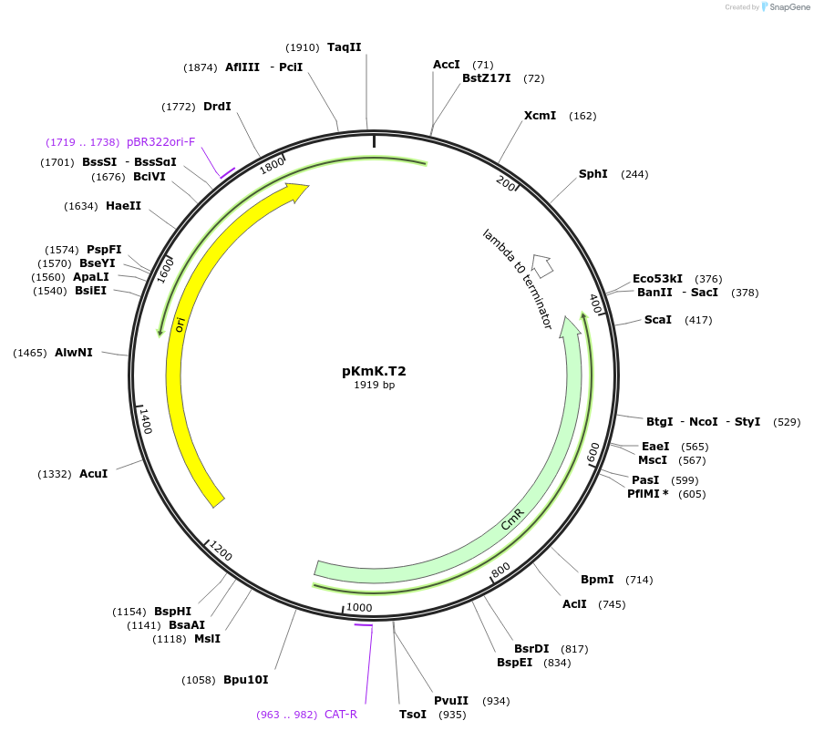 125054-plasmid-map-sequence-id-244879