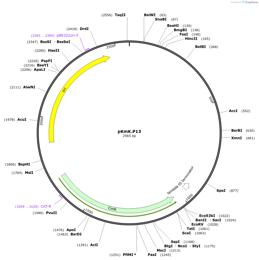 125046-plasmid-map-sequence-id-244894