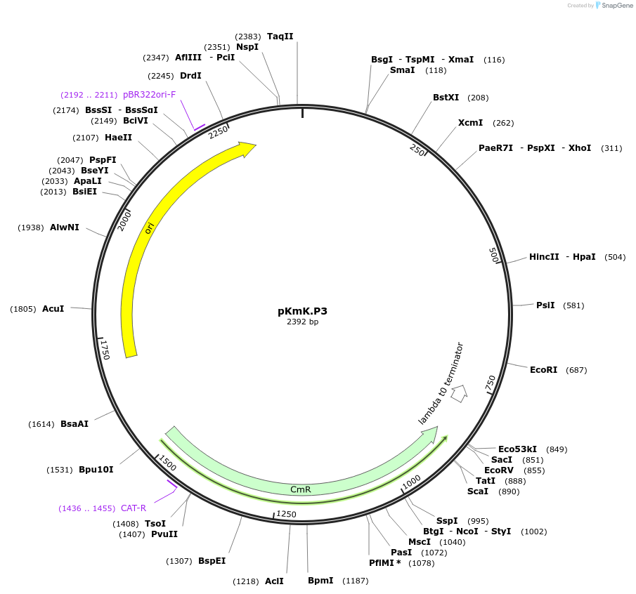125036-plasmid-map-sequence-id-244895