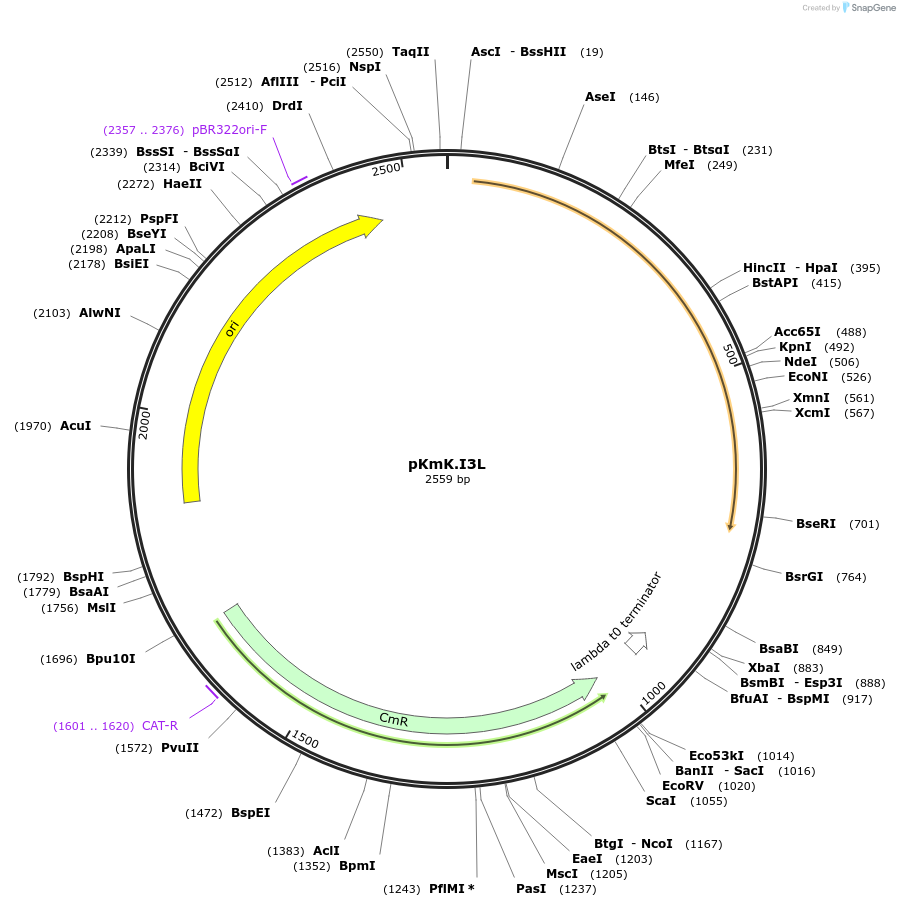 125032-plasmid-map-sequence-id-244898