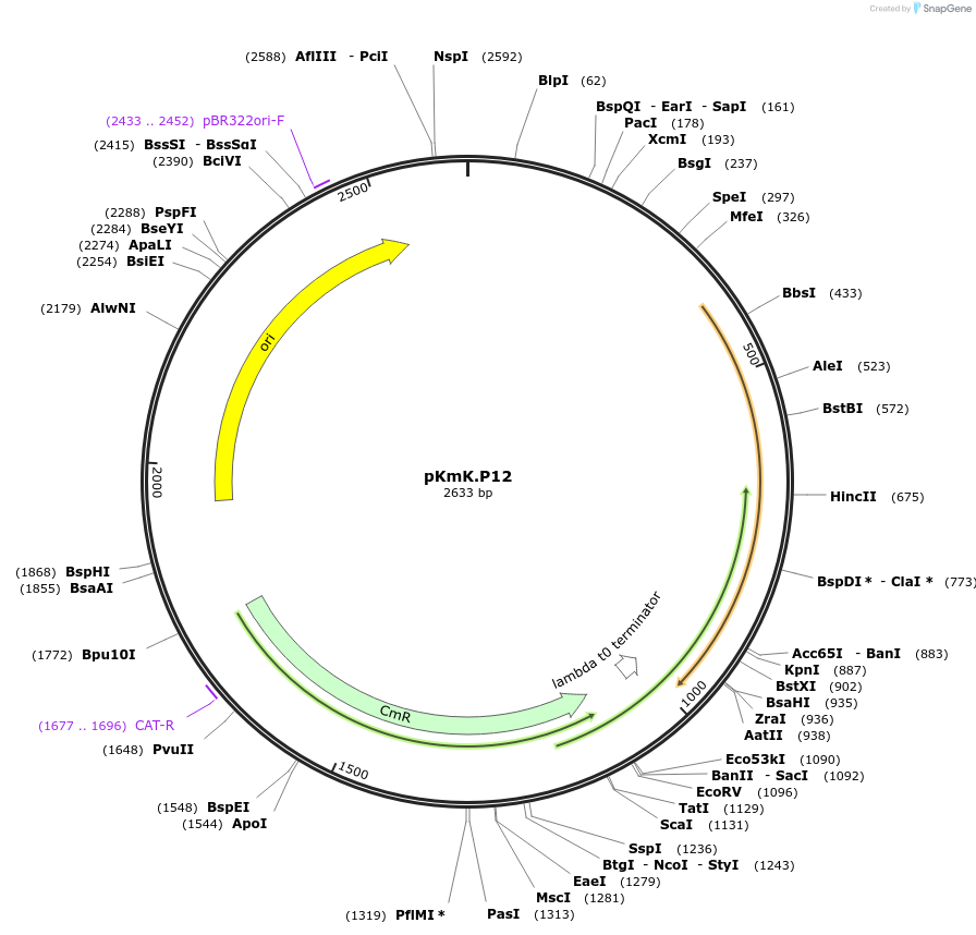 125045-plasmid-map-sequence-id-244902