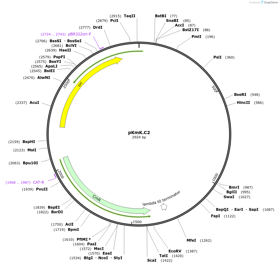 125060-plasmid-map-sequence-id-244904