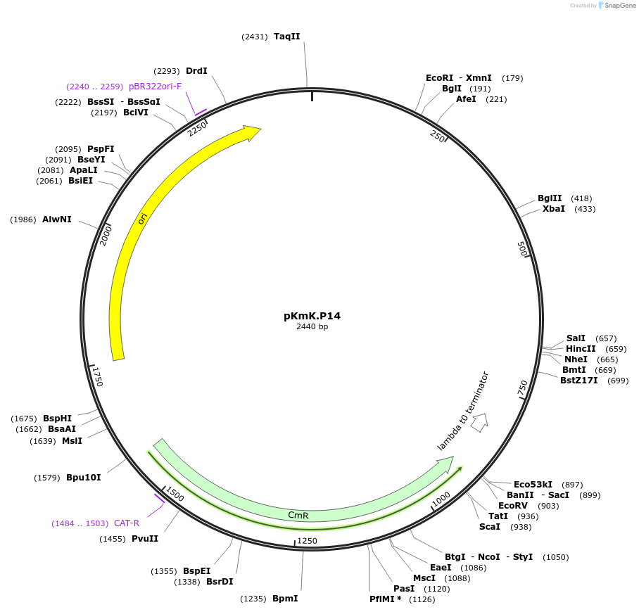 125047-plasmid-map-sequence-id-244905