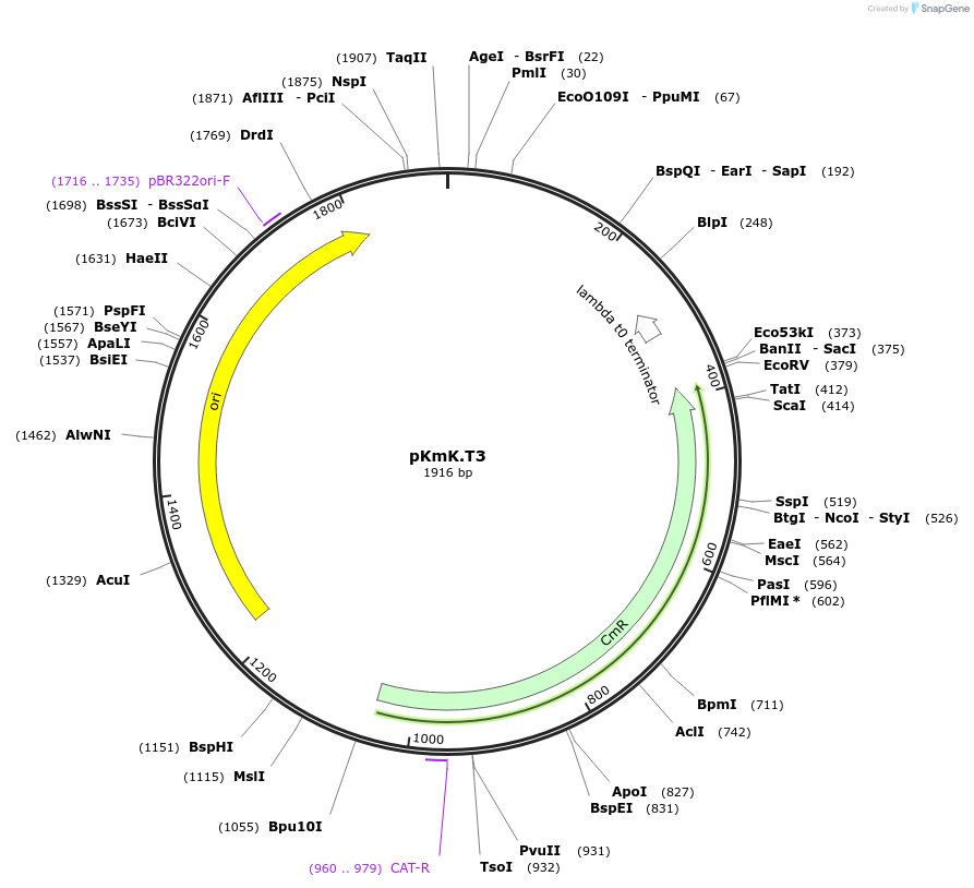 125055-plasmid-map-sequence-id-244907