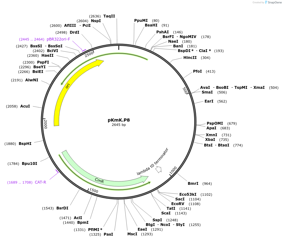 125041-plasmid-map-sequence-id-244908