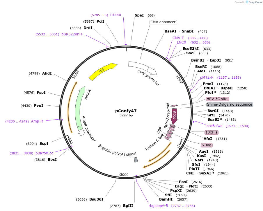 55188-plasmid-map-sequence-id-244909