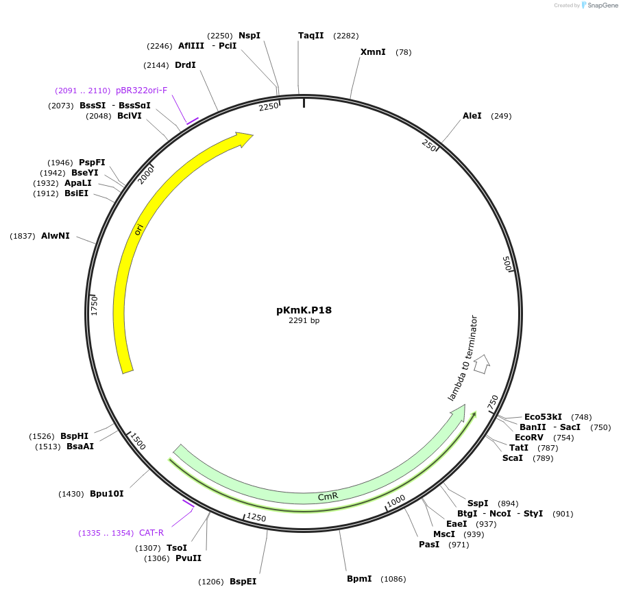 125051-plasmid-map-sequence-id-244911