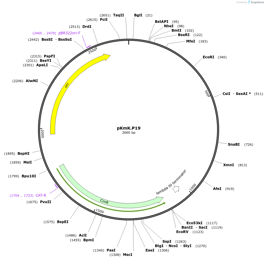 125052-plasmid-map-sequence-id-244914