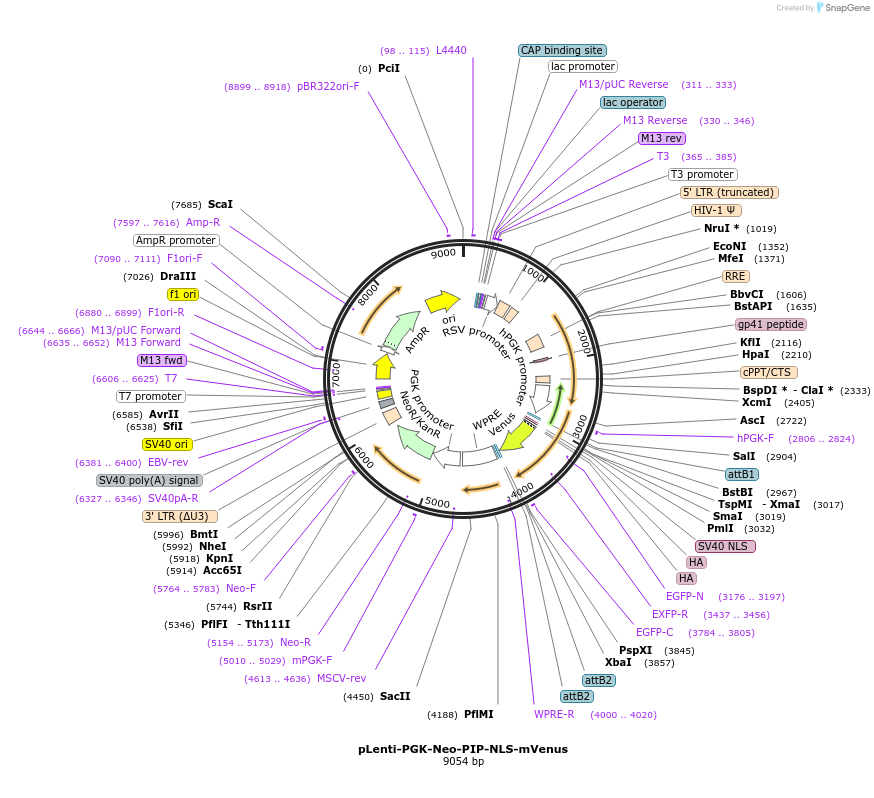 118619-plasmid-map-sequence-id-244915