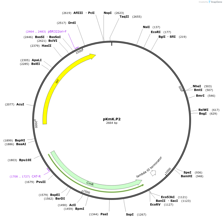 125035-plasmid-map-sequence-id-244916