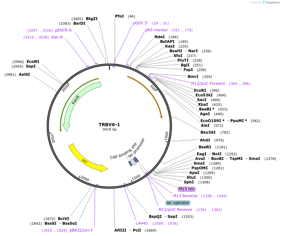 123421-plasmid-map-sequence-id-244917