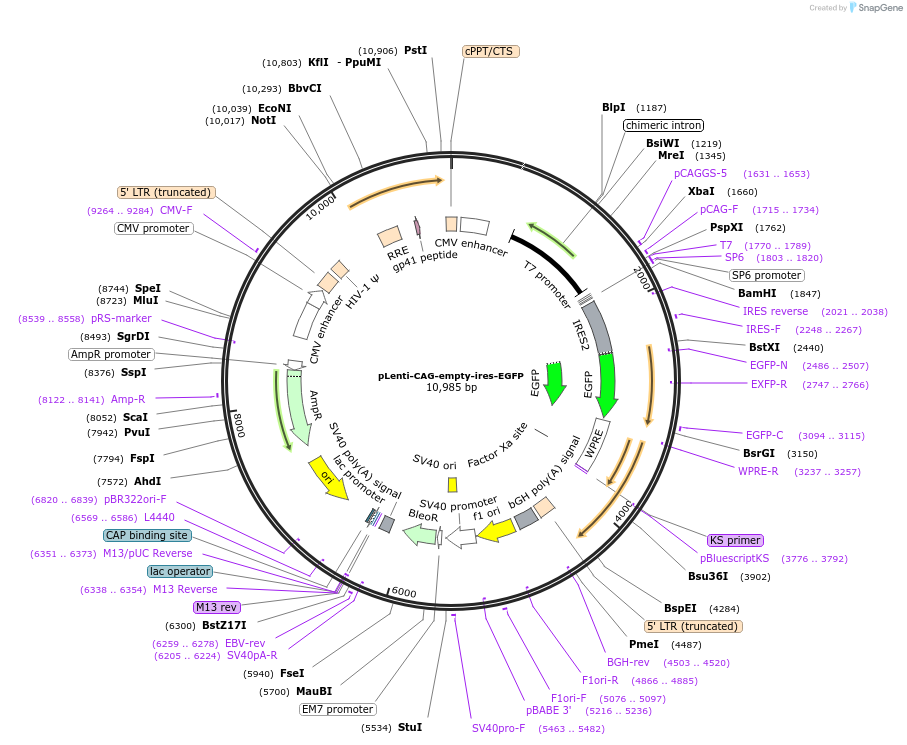 122953-plasmid-map-sequence-id-244921