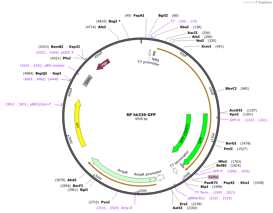 24431-plasmid-map-sequence-id-244936
