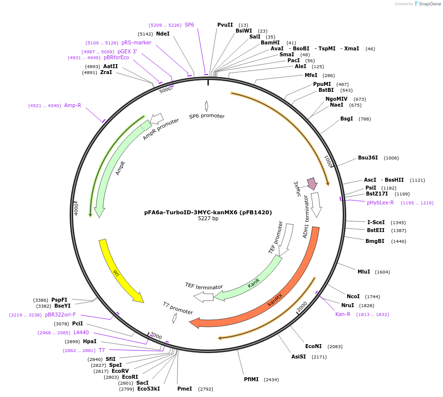 126049-plasmid-map-sequence-id-244942