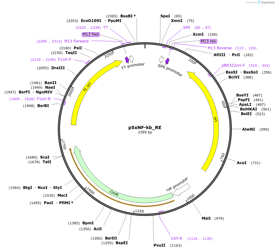 118050-plasmid-map-sequence-id-244943