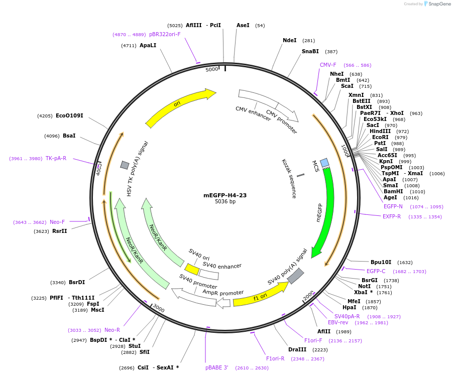 56463-plasmid-map-sequence-id-244945