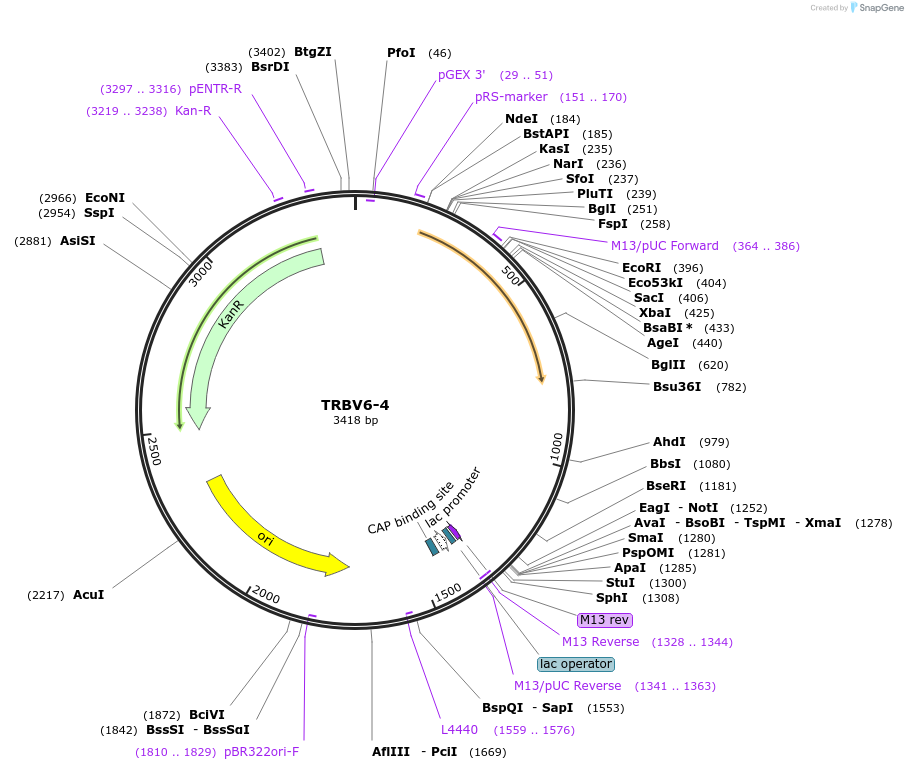 123424-plasmid-map-sequence-id-244946