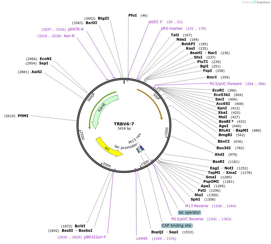 123427-plasmid-map-sequence-id-244951