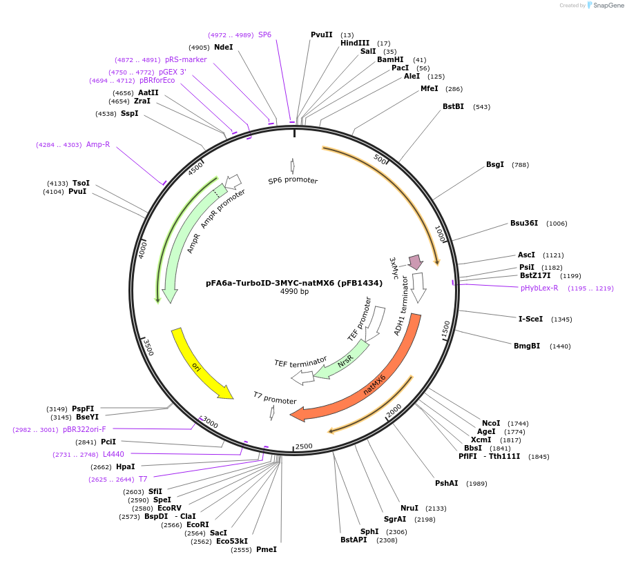 126050-plasmid-map-sequence-id-244952