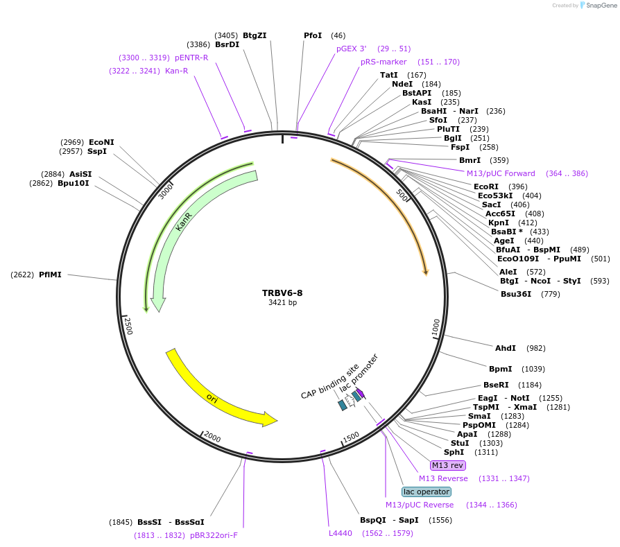 123428-plasmid-map-sequence-id-244960
