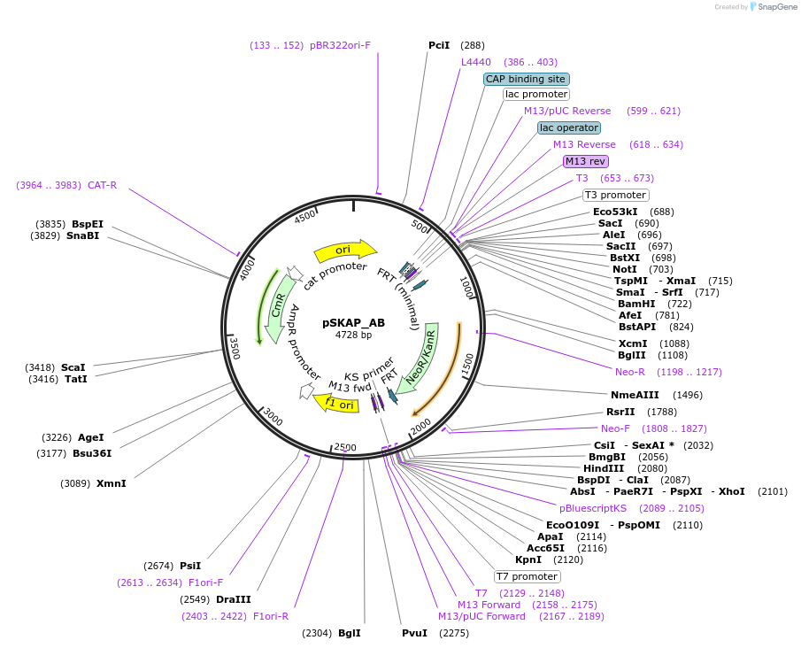 122704-plasmid-map-sequence-id-244961