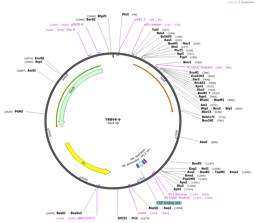 123429-plasmid-map-sequence-id-244963