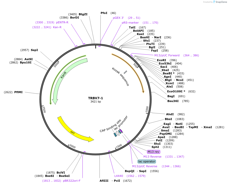 123430-plasmid-map-sequence-id-244964