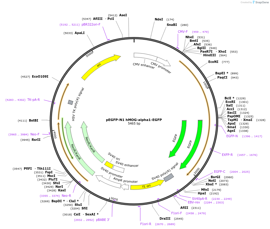 126463-plasmid-map-sequence-id-244968