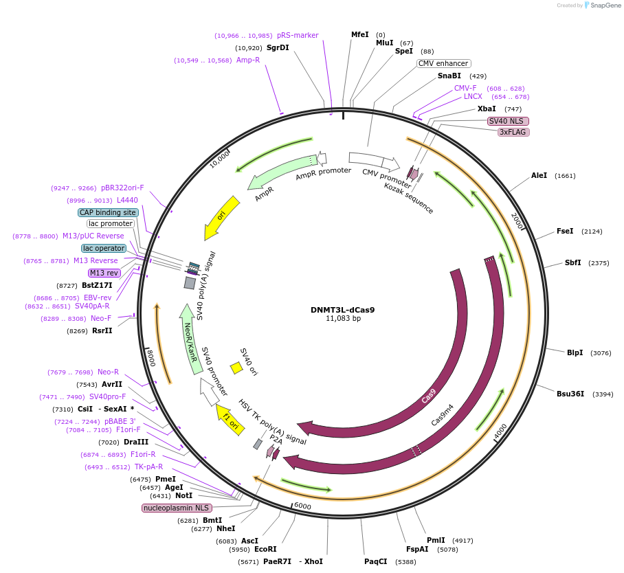 126587-plasmid-map-sequence-id-244969