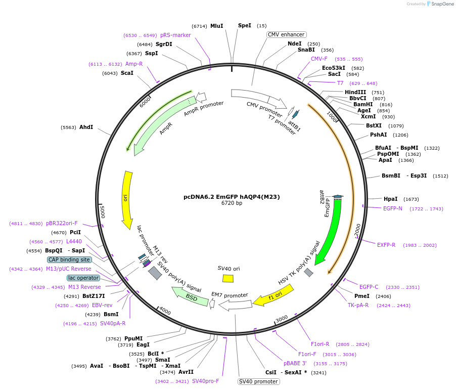 126464-plasmid-map-sequence-id-244970