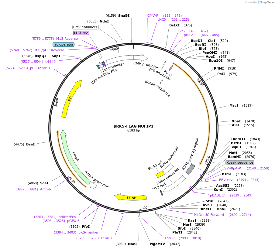 110952-plasmid-map-sequence-id-244972
