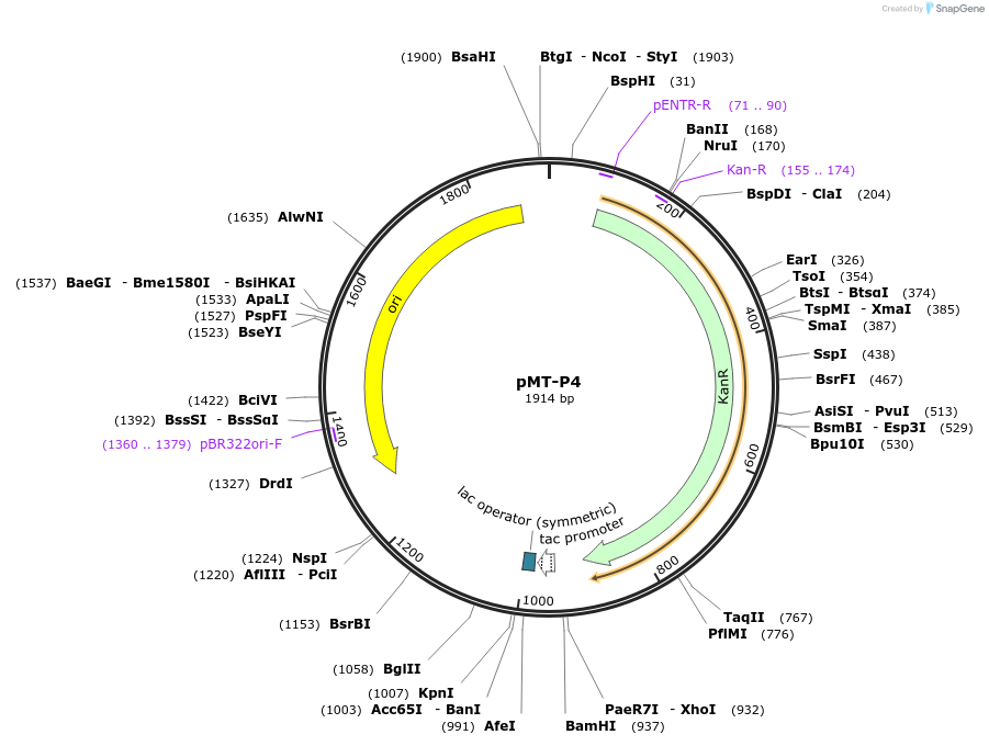 120866-plasmid-map-sequence-id-244981