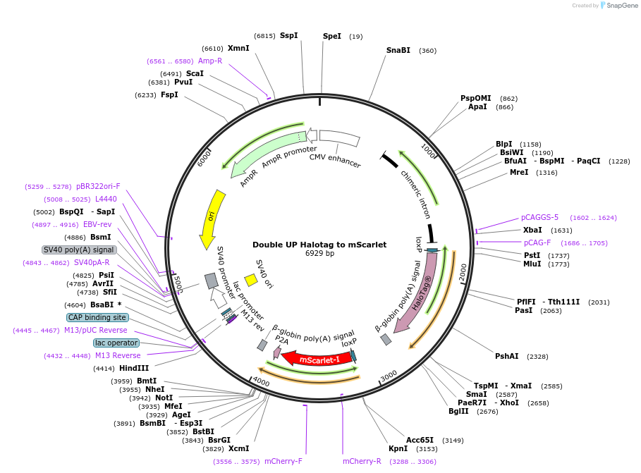 125138-plasmid-map-sequence-id-244989