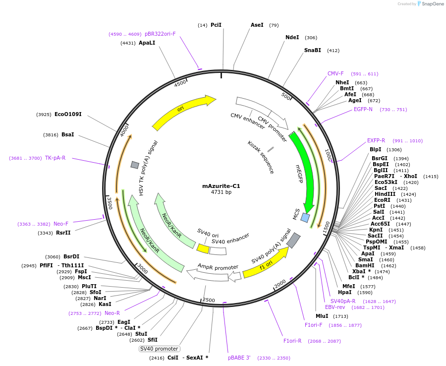 54583-plasmid-map-sequence-id-244992