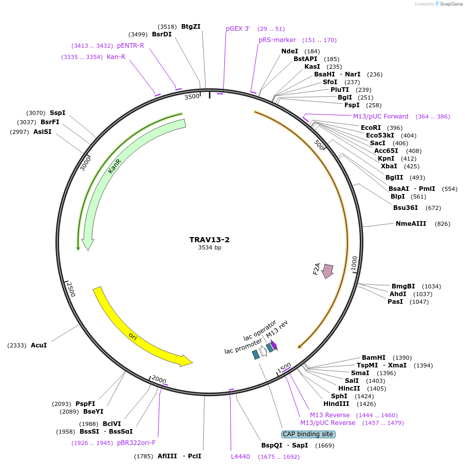 123387-plasmid-map-sequence-id-244995