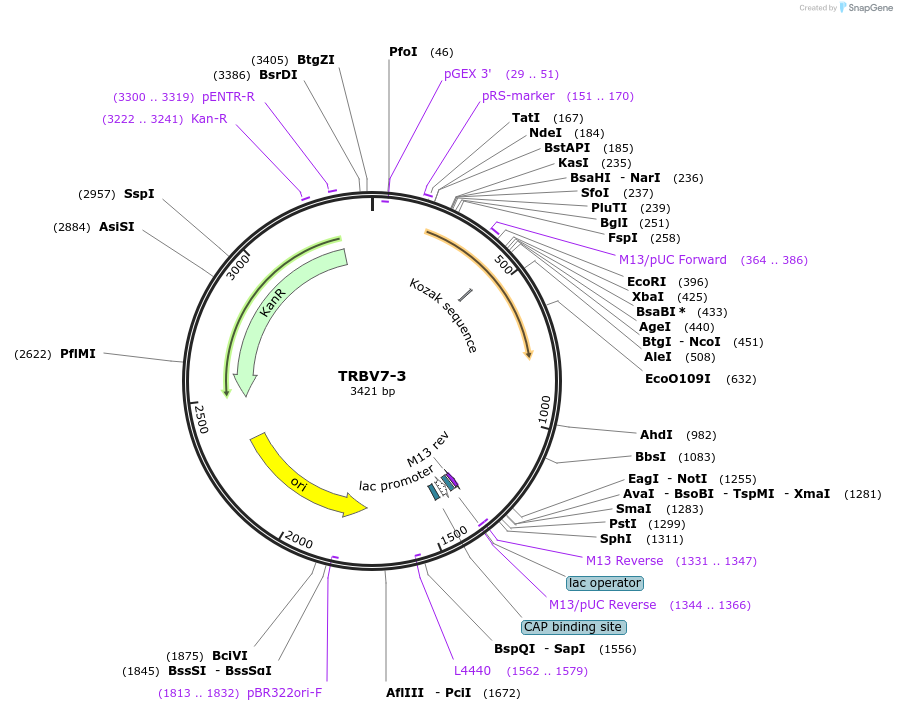 123432-plasmid-map-sequence-id-244997