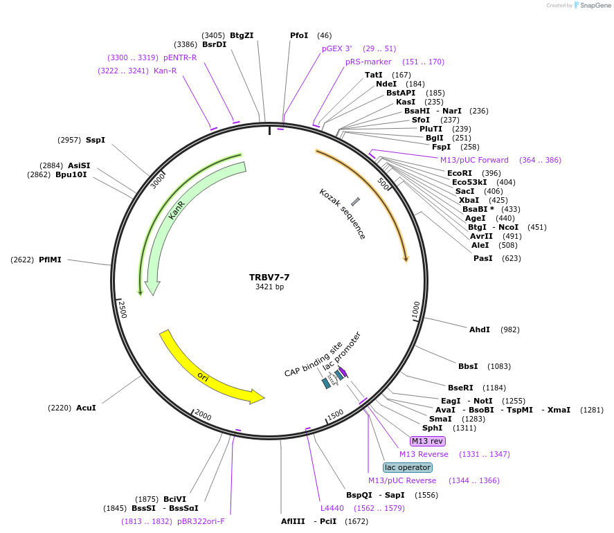 123435-plasmid-map-sequence-id-245000