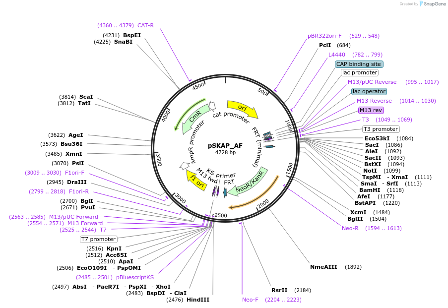 122708-plasmid-map-sequence-id-245003