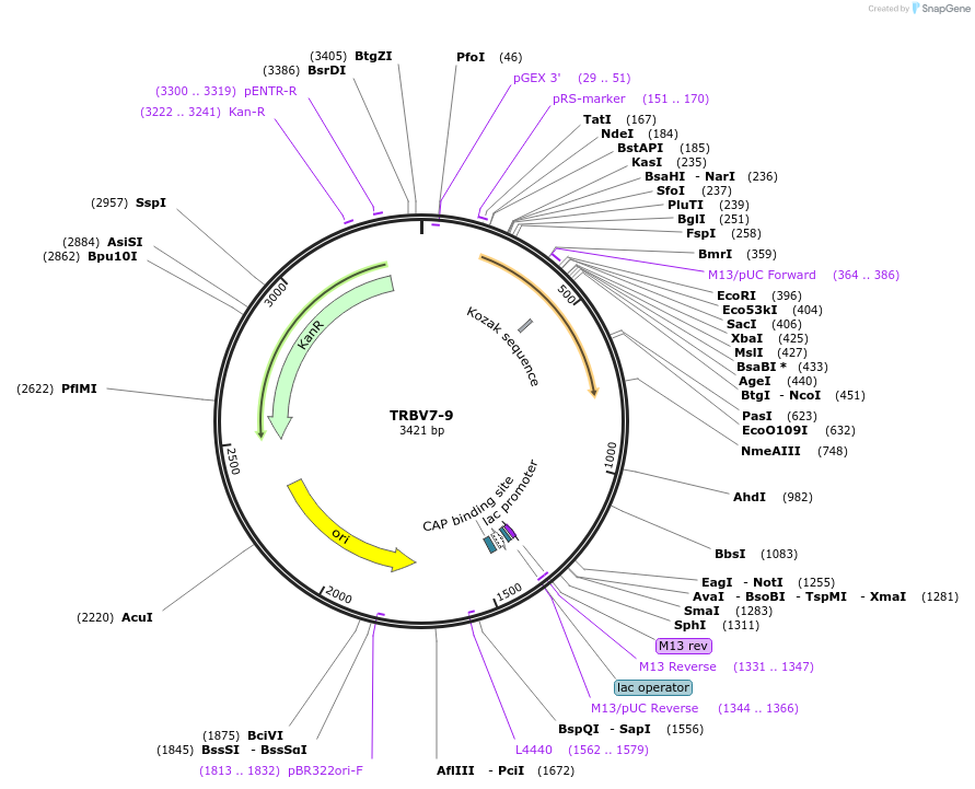 123437-plasmid-map-sequence-id-245005