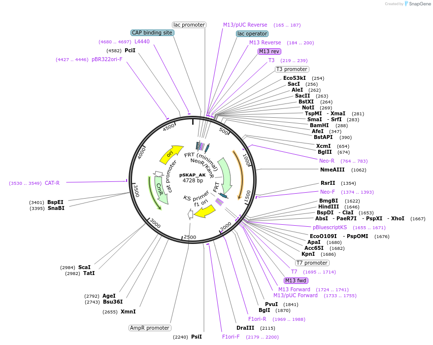 122713-plasmid-map-sequence-id-245008