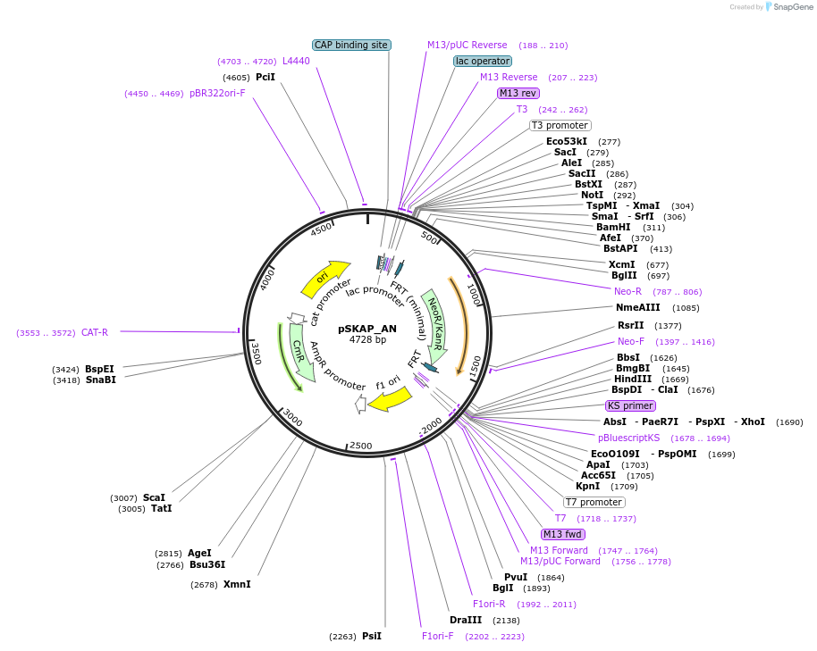 122716-plasmid-map-sequence-id-245013