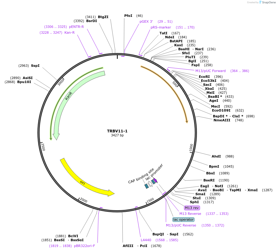 123442-plasmid-map-sequence-id-245017