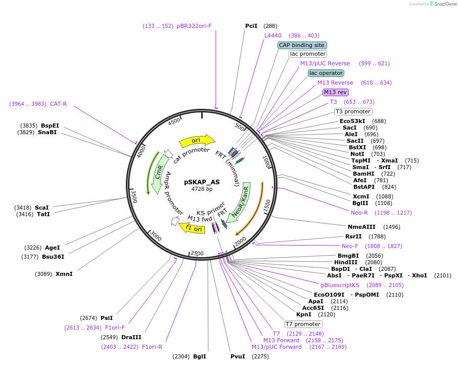 122721-plasmid-map-sequence-id-245019