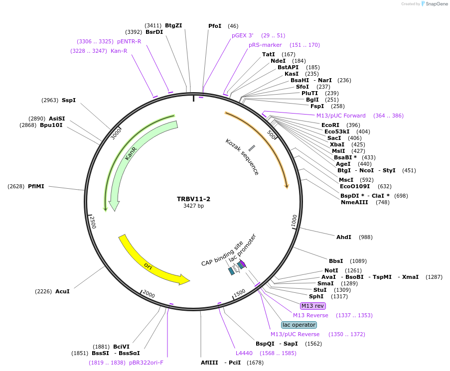 123443-plasmid-map-sequence-id-245020