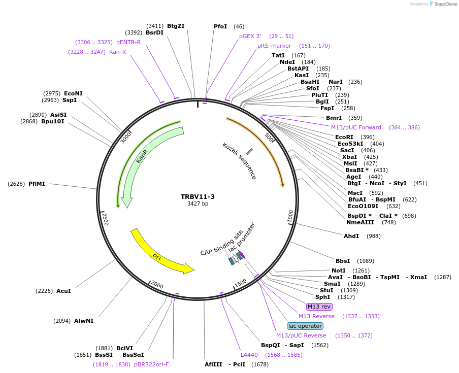 123444-plasmid-map-sequence-id-245022
