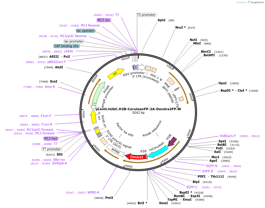 126522-plasmid-map-sequence-id-245024