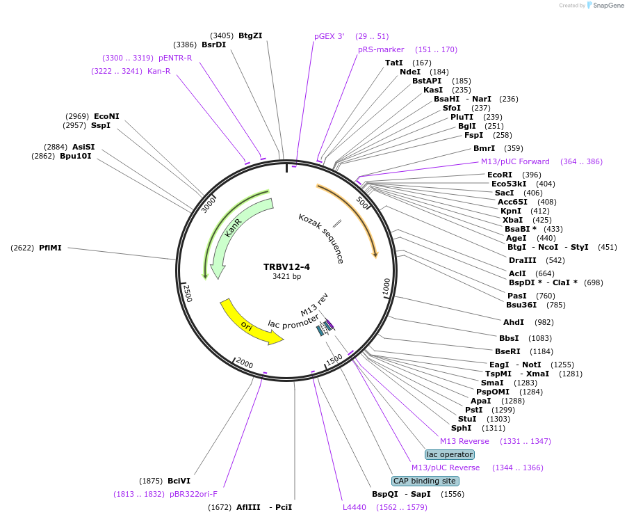 123446-plasmid-map-sequence-id-245029