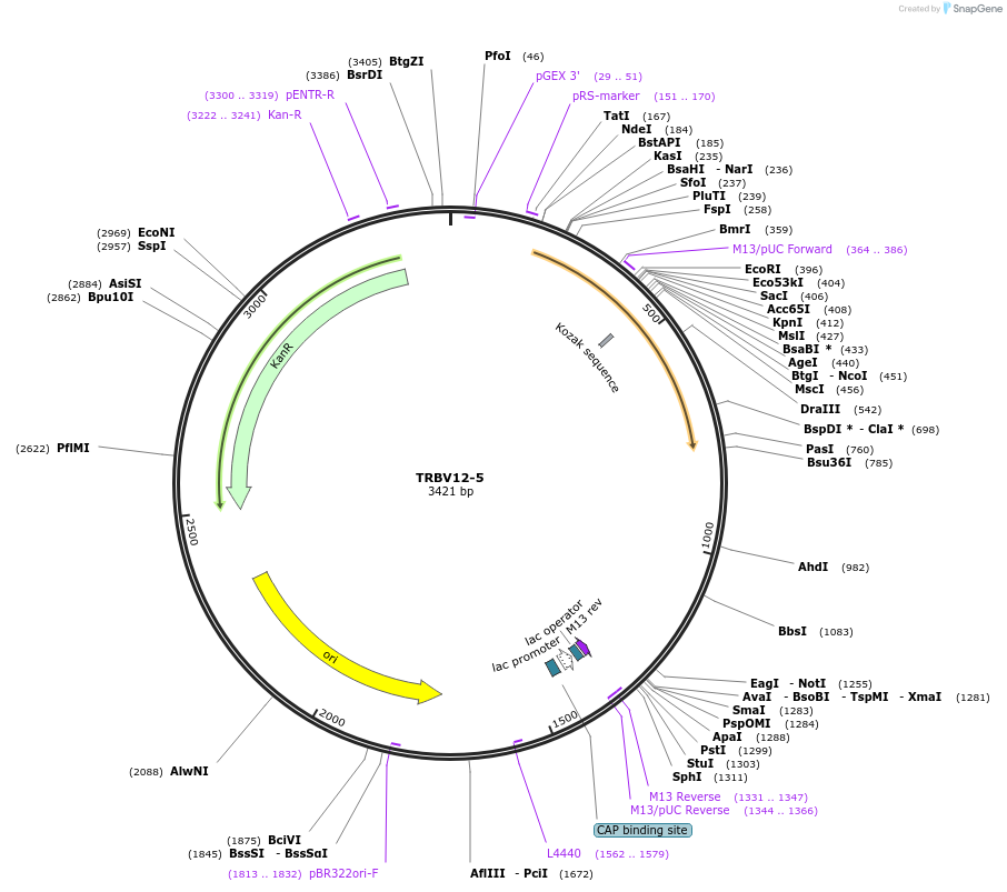 123447-plasmid-map-sequence-id-245030
