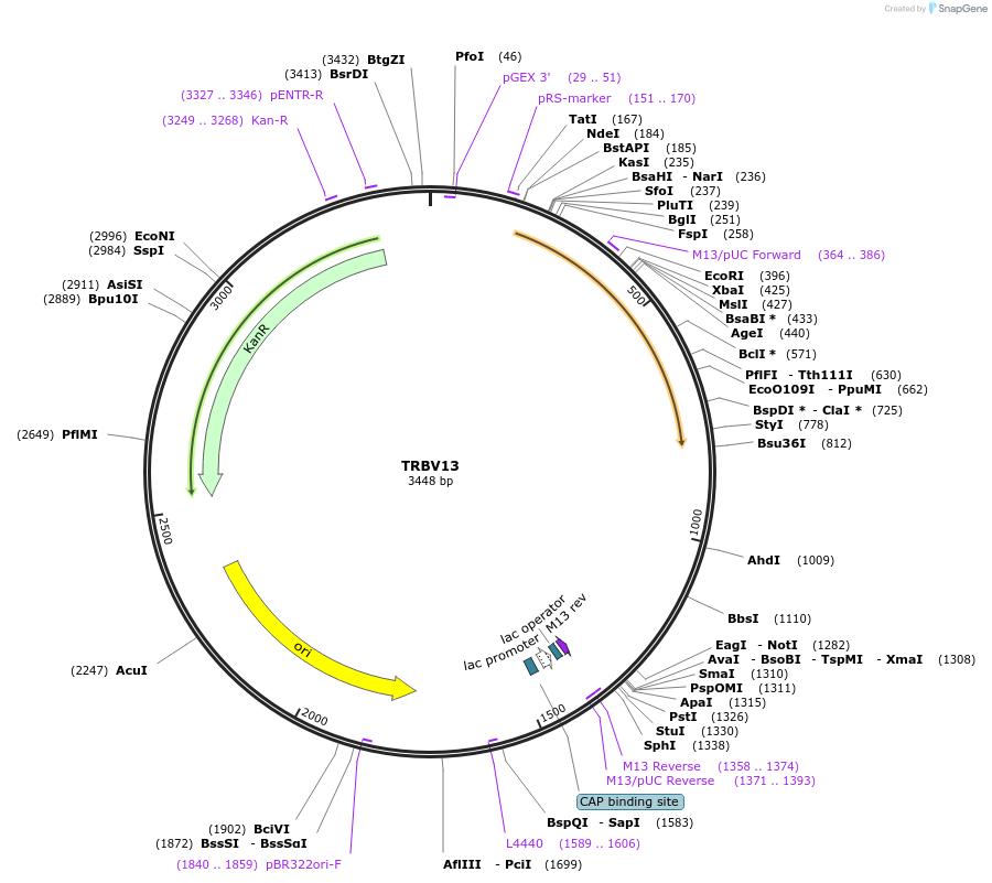 123448-plasmid-map-sequence-id-245031